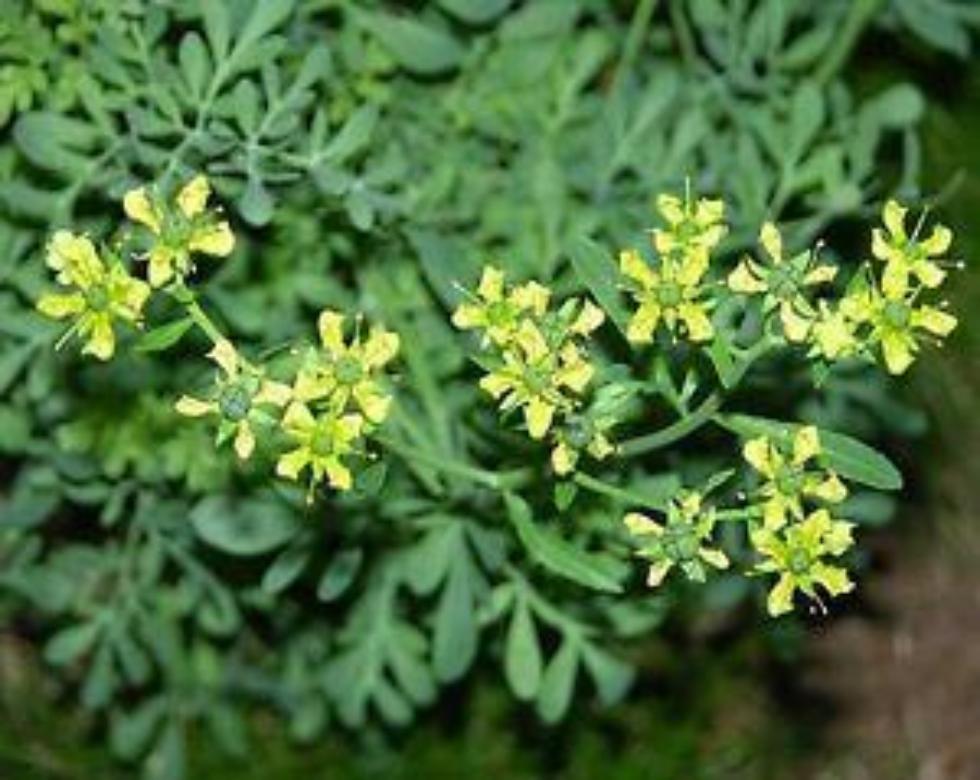 rue plant tea Rue (Arruda) Tea