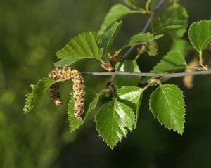 Birch Leaf - Betula Alba