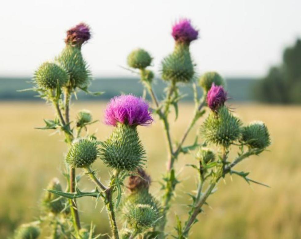 Cardo Santo (Blessed Thistle) Tea