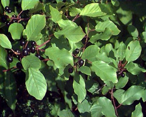 Buckthorn - Rhamnus Frangula