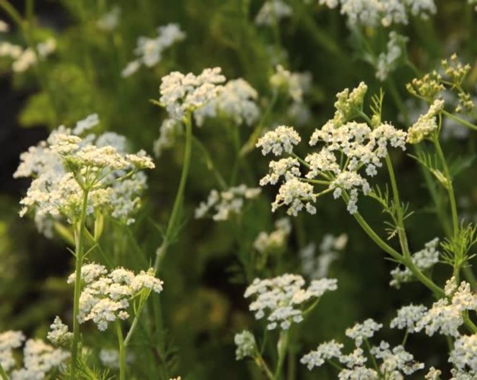 asparagus setaceus plant Asparagus Fern (Asparagus Setaceus) 