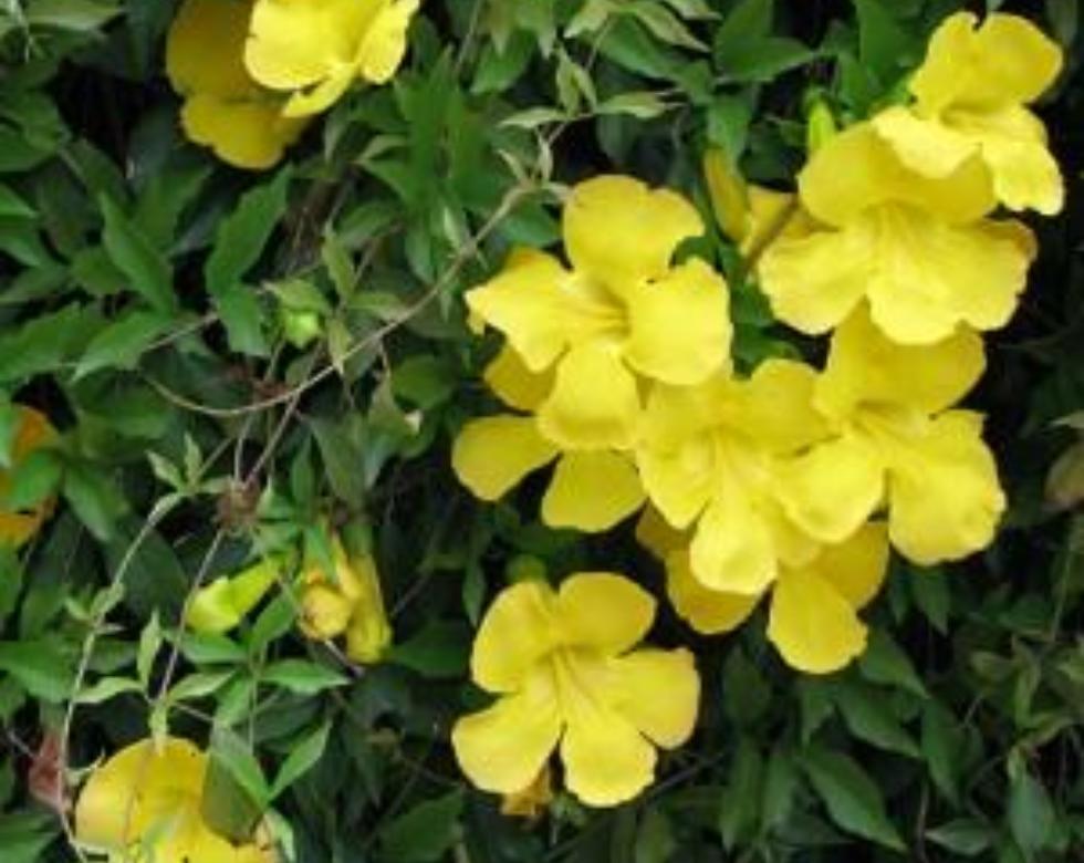 Cat's Claw Tea