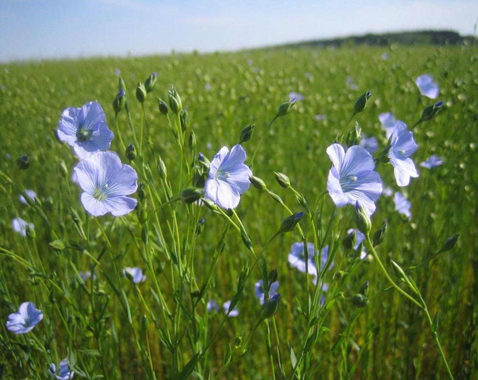 Flax Seeds