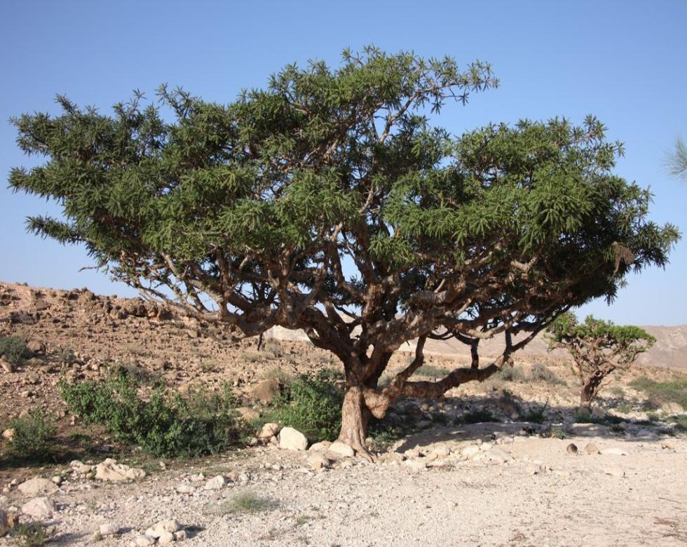 frankincense plant Frankincense Resin