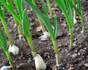 Garlic - Allium sativum L.