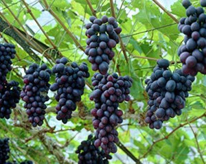 Grape Seeds Extract - Vitis Vinifera L.