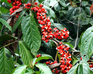 Guarana Seeds - Paullinia cupana Kunth