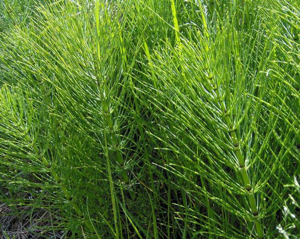 Horsetail Tea