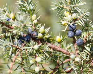 Juniper - Juniperus communis L.