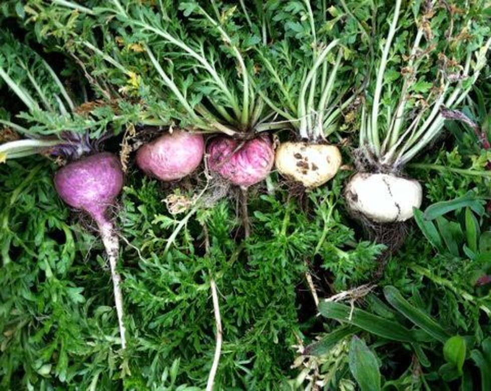 Maca Powder
