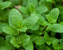 Load image into Gallery viewer, Mint Leaf - Mentha piperita L.