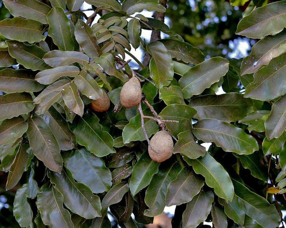 Tonka Beans Living Proof LLC Living Proof L.L.C.