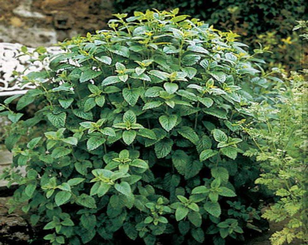 Lemon Balm (Melissa) Tea