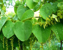 Load image into Gallery viewer, Abutua Herbal Tea Plant, with medicinal properties specially for menstrual cramps. 