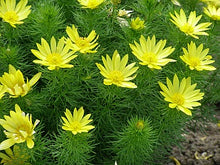 Load image into Gallery viewer, Adonis - Adonis Vernalis L.