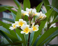 Load image into Gallery viewer, Agoniada Bark - Plumeria Lancifolia Miller A.