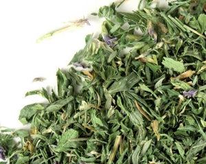 Alfalfa Leaf - Medicago Stiva L.
