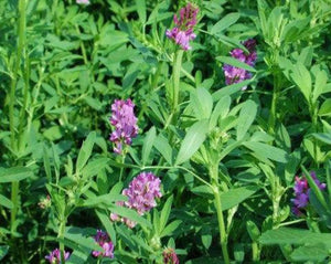 Alfalfa Leaf - Medicago Stiva L.
