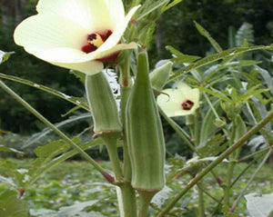 Ambrette Tea - Hibiscus abelmoschus L.