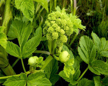 Load image into Gallery viewer, Angelica Root Tea - Angelica archangelica L.