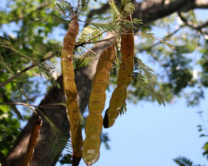 Angico Bark - Piptadenia Colubrina Benthan