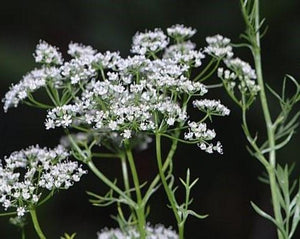 Anise Seed - Pimpinella anisum L.