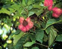 Load image into Gallery viewer, Annatto Seeds - Bixa Orellana L.