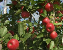 Load image into Gallery viewer, Apple Peel Tea - Pyrus Malus L.