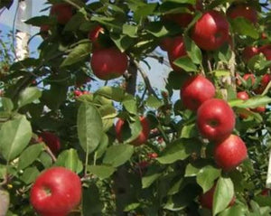 Apple Peel Tea - Pyrus Malus L.