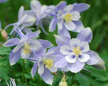 Load image into Gallery viewer, Aquilegia (Columbine) Seeds - Achillea millefolium L.