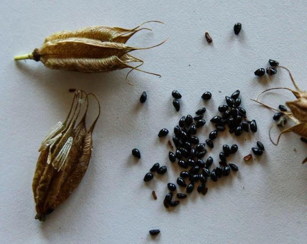 Aquilegia (Columbine) Seeds Tea | Living Proof LLC  Living Proof L.L.C.