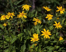 Load image into Gallery viewer, Arnica Montana Tea - Arnica montana L.