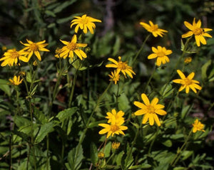 Arnica Montana Tea - Arnica montana L.