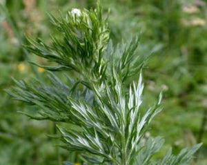 Artemisia Tea - Artemisia vulgaris