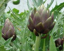 Load image into Gallery viewer, Artichoke Leaf - Cynara scolymus L.