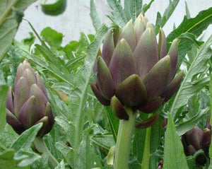 Artichoke Leaf - Cynara scolymus L.
