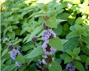Arvensis Mint - Mentha Arvensis