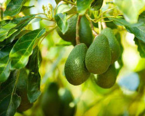 Avocado Leaf Tea - Persea gratissima Gaertner