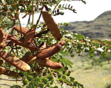 Load image into Gallery viewer, Barbatimao Bark - Stryphnodendron barbatimao