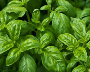 Basil Leaf - Ocimum basilicum L.