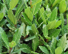 Load image into Gallery viewer, Bay Leaf (Laurel) – Laurus Nobilis