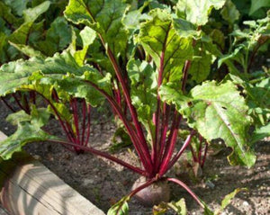 Beet Root Powder - Beta Vulgaris L.