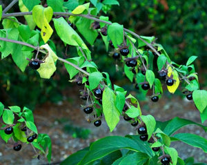 Belladonna Leaf - Atropa Belladona L.