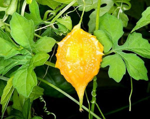 Bitter Mellon - Momordica charantia L.