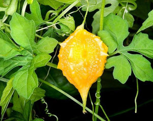 Bitter Mellon Fruit - Momordica charantia L.