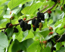 Load image into Gallery viewer, Blackberry Leaf - Morus Nigra L.
