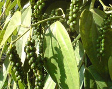 Load image into Gallery viewer, Black Pepper - Piper Nigrum L.