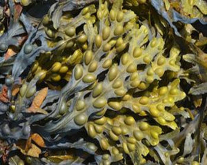 Bladderwrack - Fucus Vesiculosus L.