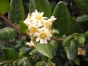 Boldo Chileno Solto Tea - Peumus boldus