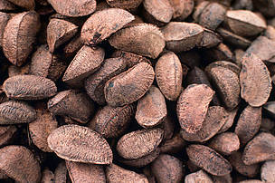 Brazil nuts in online shell for sale